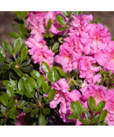 Rhododendron (Azalee) 'Petticoat' P9/C1