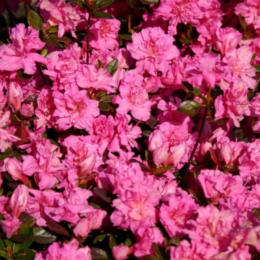 Rhododendron (Azalee) 'Petticoat' P9/C1