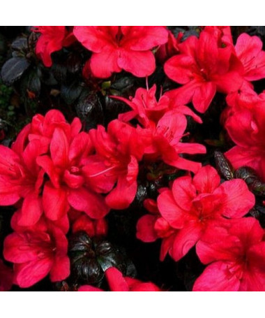 Rhododendron (Azalee) Fridoline P9/C1