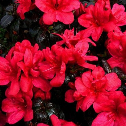 Rhododendron (Azalee) Fridoline P9/C1