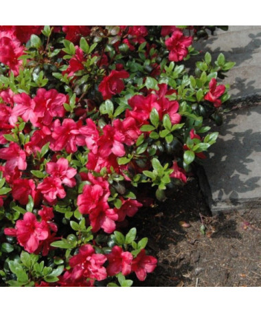 Rhododendron (Azalee) Fridoline P9/C1