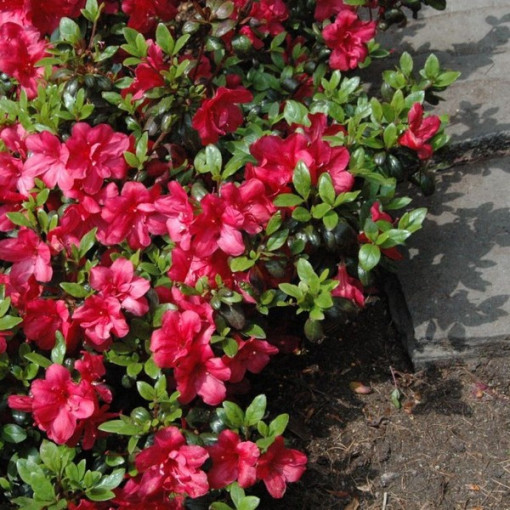 Rhododendron (Azalee) Fridoline P9/C1