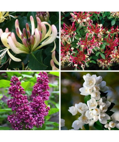 Set 'Duftender Garten' mit 5 Stk gekennzeichnet, 2L