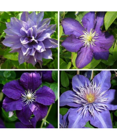 Ein Set aus 4 blauen Clematis-Pflanzen, gekennzeichnet mit P9/C1.
