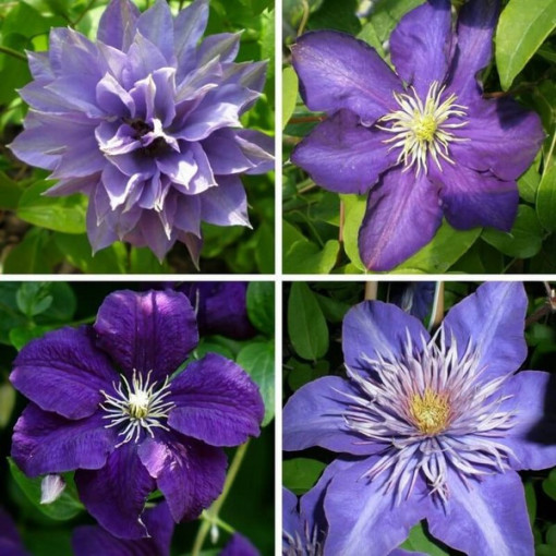 Ein Set aus 4 blauen Clematis-Pflanzen, gekennzeichnet mit P9/C1.