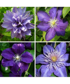 Ein Set aus 4 blauen Clematis-Pflanzen, gekennzeichnet mit P9/C1.