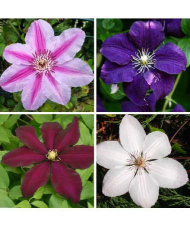 Ein Set aus 3 großblumigen Clematis-Pflanzen, gekennzeichnet mit P9/C1.