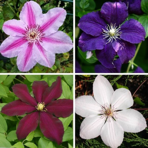 Ein Set aus 3 großblumigen Clematis-Pflanzen, gekennzeichnet mit P9/C1.