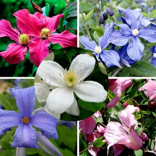 Set von 5 Stück, Stauden-Clematis mit der Kennzeichnung P9/C1