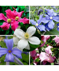 Set von 5 Stück, Stauden-Clematis mit der Kennzeichnung P9/C1