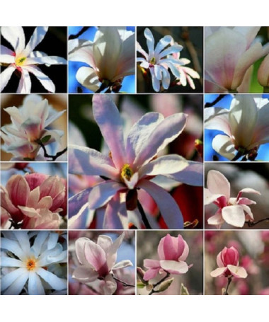 Set mit 5 Stück, gemischte Magnolien, ohne Kennzeichnung P9/C1.