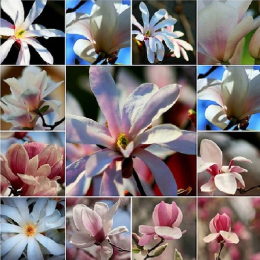 Set mit 5 Stück, gemischte Magnolien, ohne Kennzeichnung P9/C1.