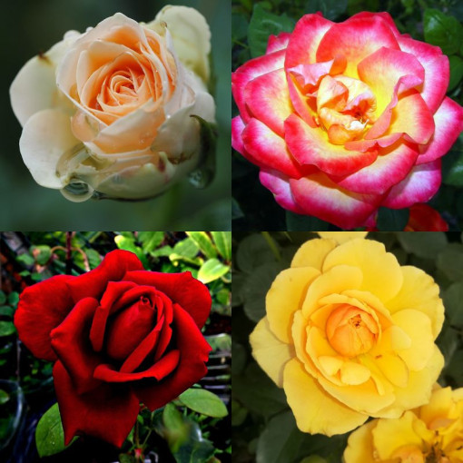 Rose MIX unmarkiert 2L