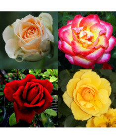 Rose MIX unmarkiert 2L