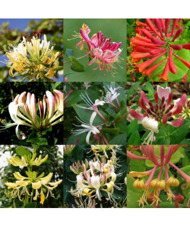 Set mit 5 Stück, gemischte Geißblattpflanzen, gekennzeichnet P9/C1.