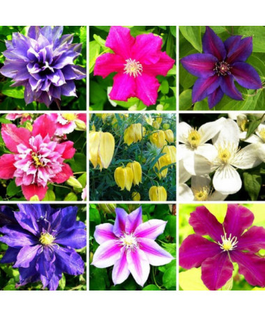 Set mit 5 Stück, Mix aus nicht gekennzeichneten Clematis, P9/C1.