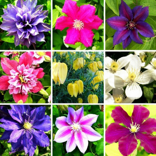 Set mit 5 Stück, Mix aus nicht gekennzeichneten Clematis, P9/C1.