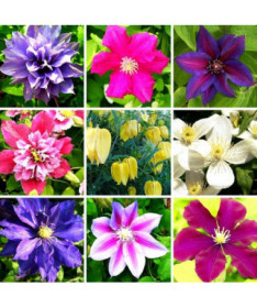 Set mit 5 Stück, Mix aus nicht gekennzeichneten Clematis, P9/C1.