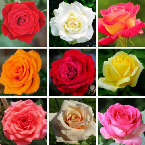 Set mit 3 nicht gekennzeichneten Rosen in 2L-Töpfen.