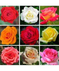 Set mit 3 nicht gekennzeichneten Rosen in 2L-Töpfen.