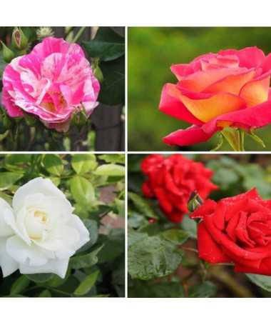 Set mit 4 nicht gekennzeichneten Rosen in 2L-Töpfen.