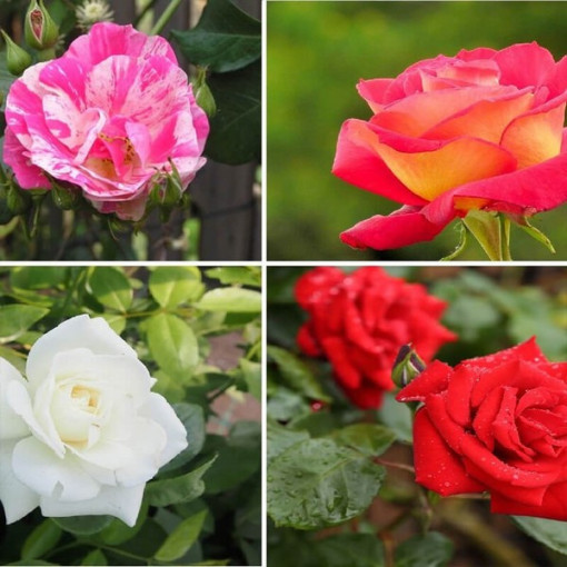 Set mit 4 nicht gekennzeichneten Rosen in 2L-Töpfen.