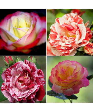 Set mit 4 zweifarbigen Rosen in 2-Liter-Töpfen.