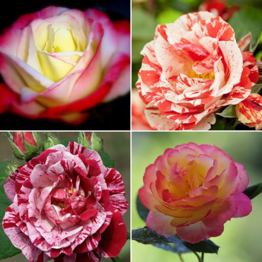 Set mit 4 zweifarbigen Rosen in 2-Liter-Töpfen.