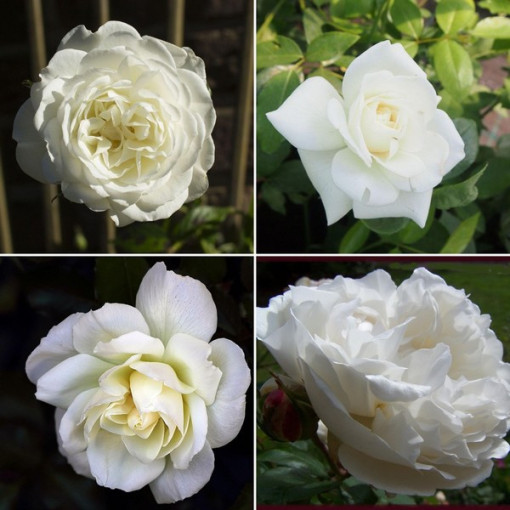 Das Set enthält 4 weiße Rosen in 2-Liter-Töpfen.