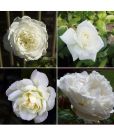 Das Set enthält 4 weiße Rosen in 2-Liter-Töpfen.