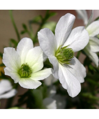 Botanischer Clematis Early Sensation P9/C1