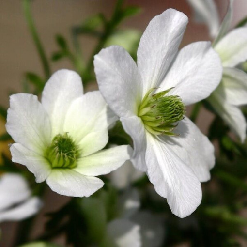 Botanischer Clematis Early Sensation P9/C1