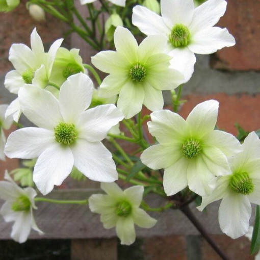 Botanischer Clematis Early Sensation P9/C1