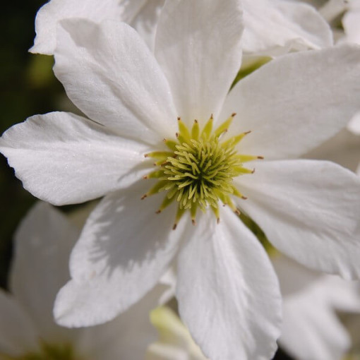 Botanischer Clematis Early Sensation P9/C1