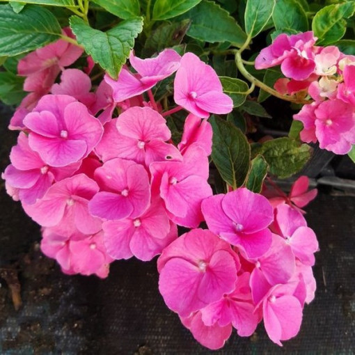 Gartenhortensie 'Pia' P9/C1