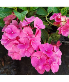 Gartenhortensie 'Pia' P9/C1