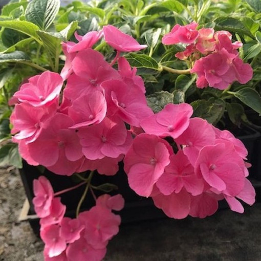 Gartenhortensie 'Pia' P9/C1