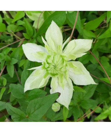 Clematis Alba Plena Voll-Halb Voll 2L Topf