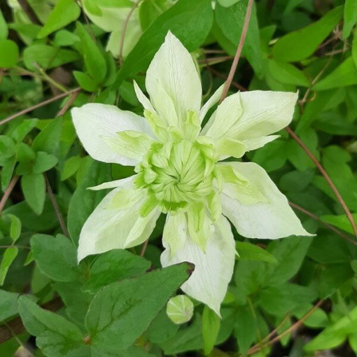 Clematis Alba Plena Voll-Halb Voll 2L Topf