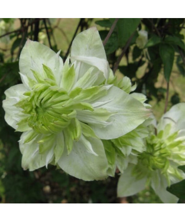 Clematis Alba Plena Voll-Halb Voll 2L Topf