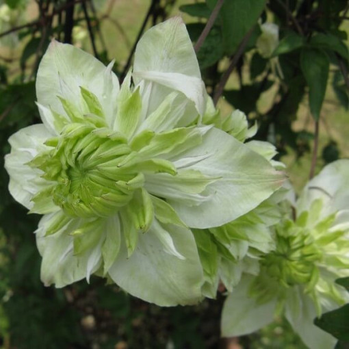 Clematis Alba Plena Voll-Halb Voll 2L Topf