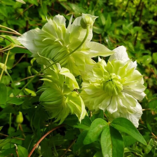 Clematis Alba Plena Voll-Halb Voll 2L Topf