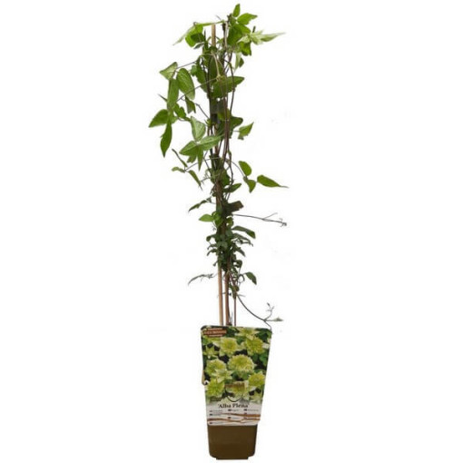 Clematis Alba Plena Voll-Halb Voll 2L Topf