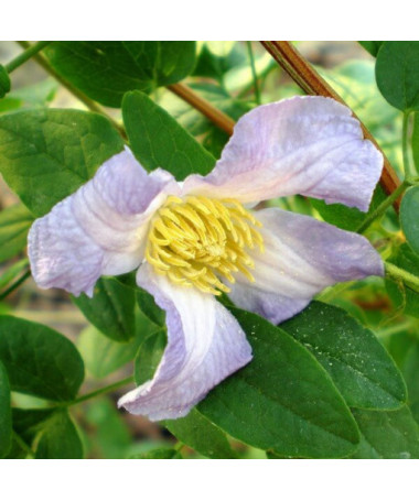 Clematis Hanna (viticella) Topf, 4L