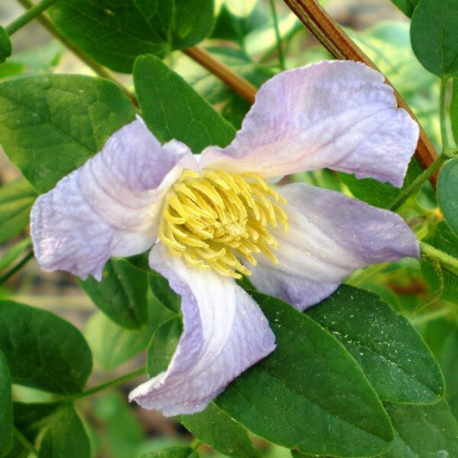 Clematis Hanna (viticella) Topf, 4L