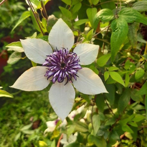 Clematis Florida Sieboldii 4L Topf