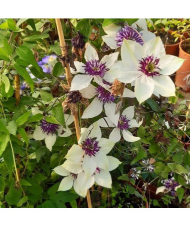 Clematis Florida Sieboldii 4L Topf