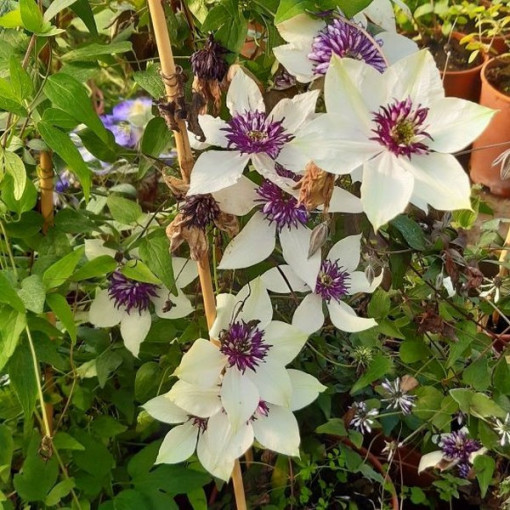Clematis Florida Sieboldii 4L Topf