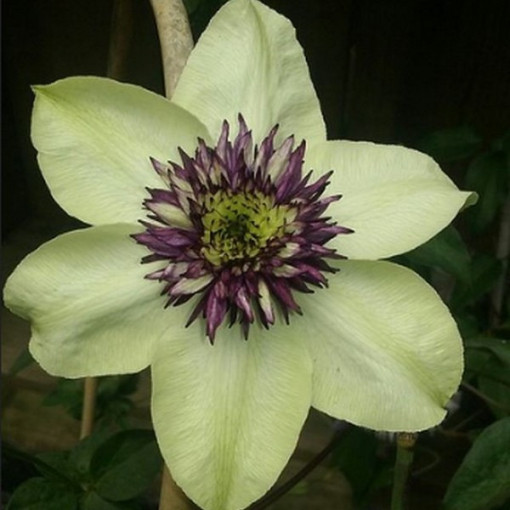 Clematis Florida Sieboldii 4L Topf