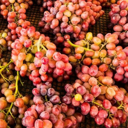 Weinrebe Kalina im Topf, 2L